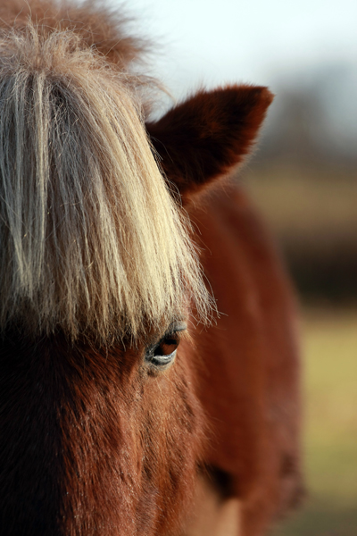 winnetou