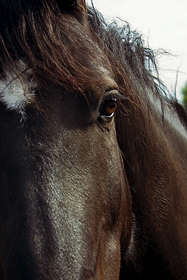 blacky
