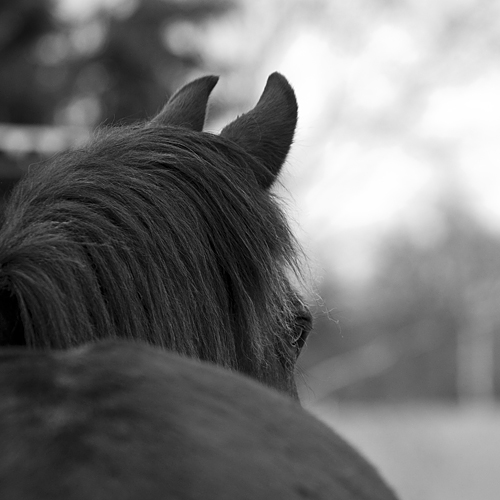 friese