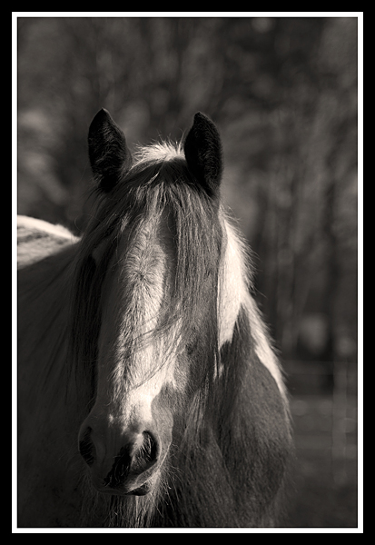 lilly